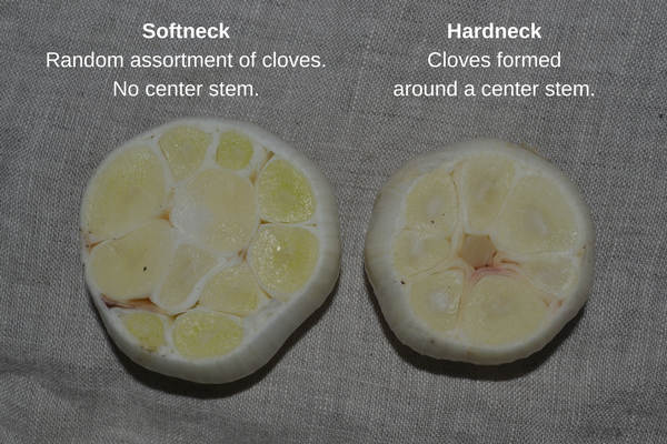 Hardneck Garlic vs. Softneck Garlic - Simply Garlic