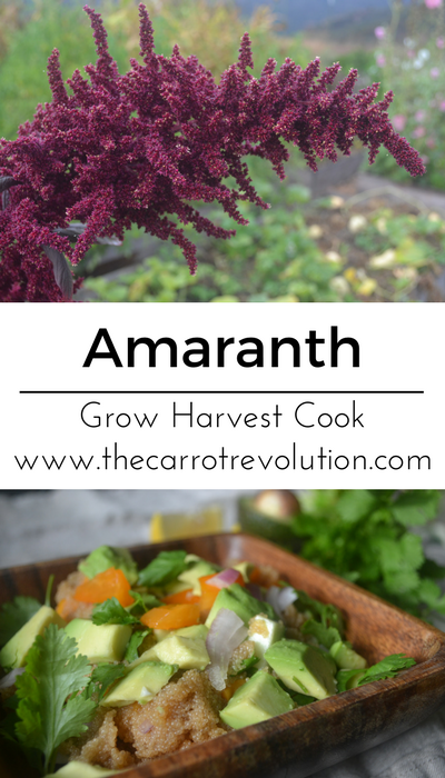 growing amaranth