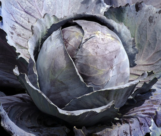 how to grow cabbage
