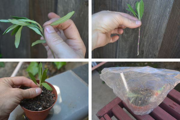 how to propagate plants