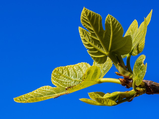 propagating fig