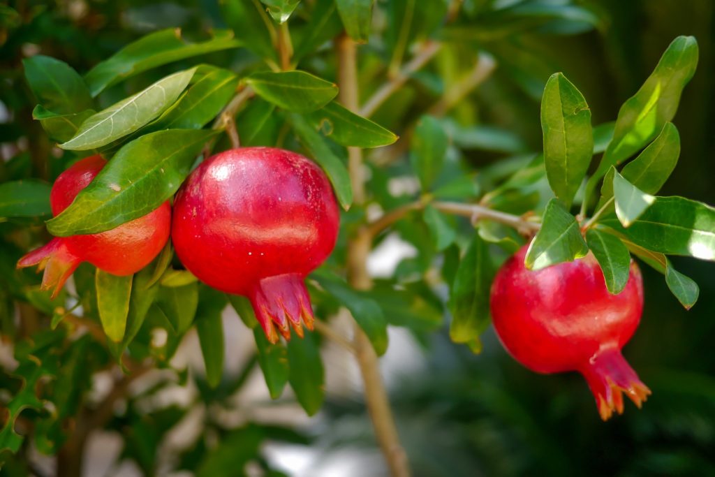 propagating pomegranate 