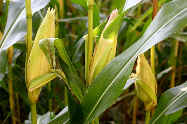 corn pollination