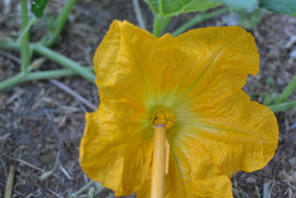how to pollinate squash