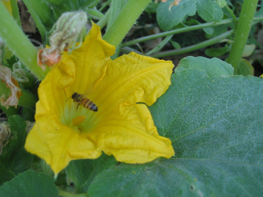 how to pollinate squash