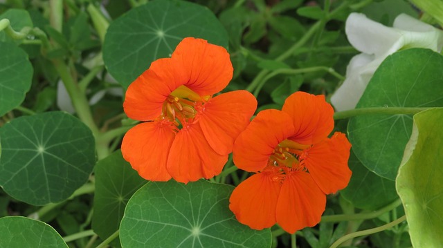 Growing Nasturtiums: Champion of the Edible Flowers – The Carrot Revolution